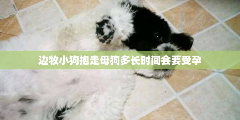 边牧小狗抱走母狗多长时间会要受孕