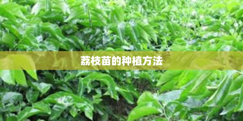 荔枝苗的种植方法
