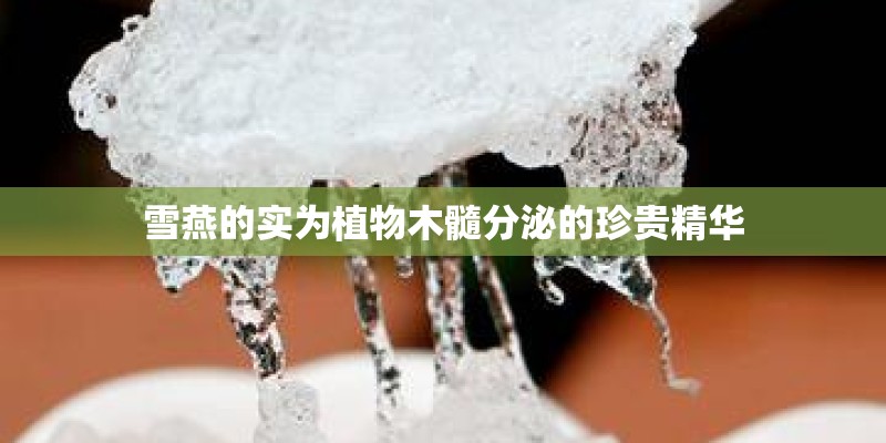 雪燕的实为植物木髓分泌的珍贵精华