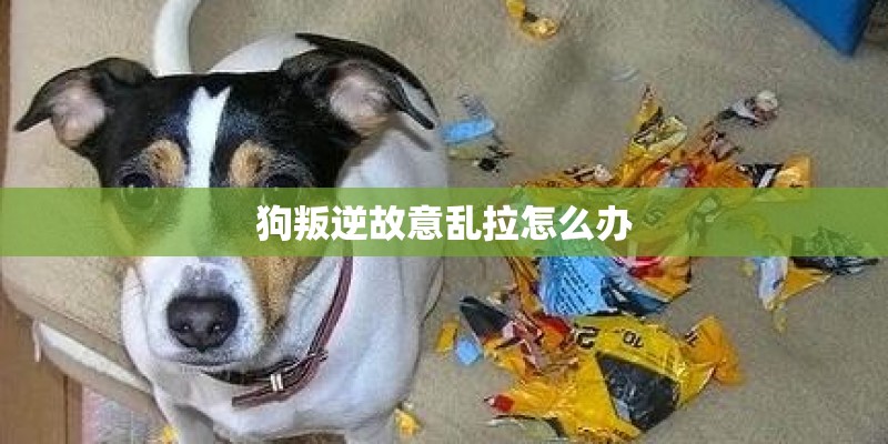 狗叛逆故意乱拉怎么办