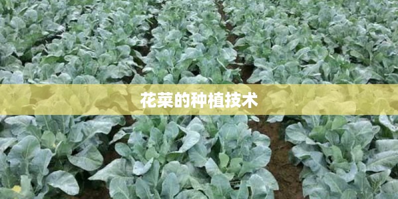 花菜的种植技术