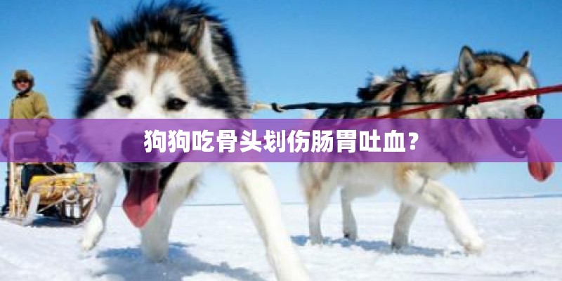 狗狗吃骨头划伤肠胃吐血？