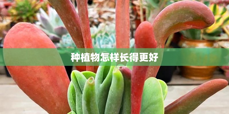 种植物怎样长得更好
