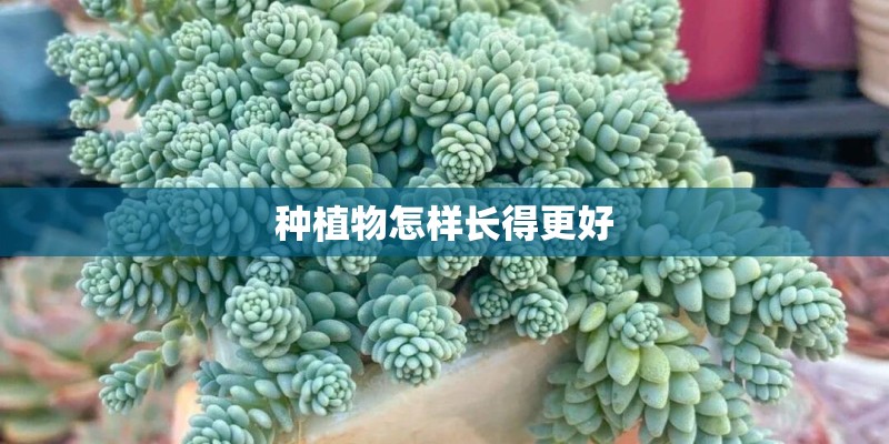 种植物怎样长得更好 种植物怎样长得更好