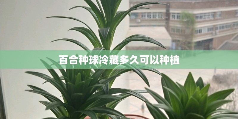 百合种球冷藏多久可以种植
