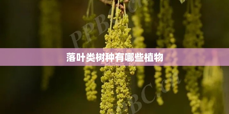 落叶类树种有哪些植物