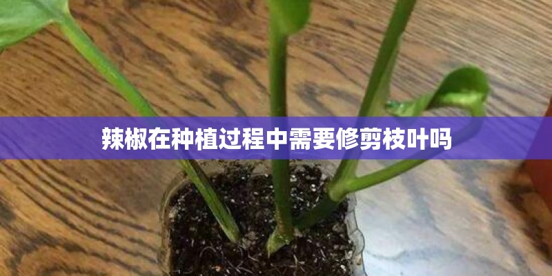适合南方上半年种植的植物