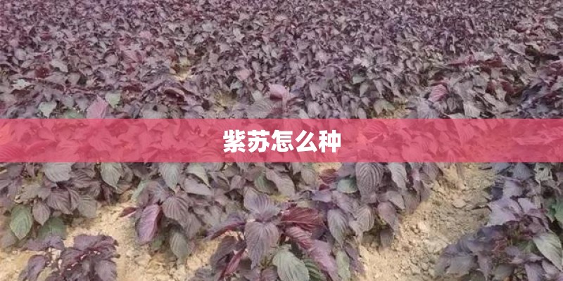 紫苏怎么种 紫苏怎么种