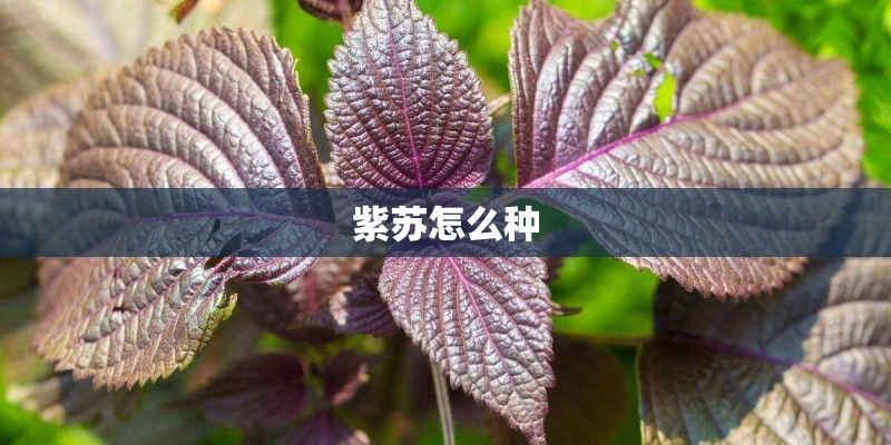 紫苏怎么种 紫苏怎么种