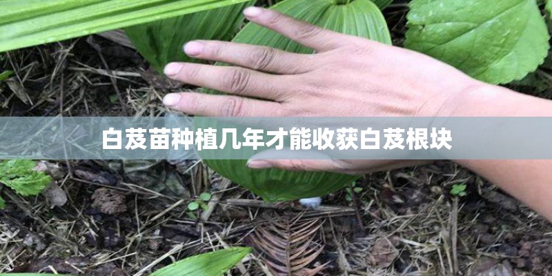 白芨苗种植几年才能收获白芨根块