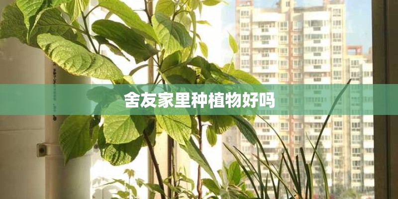 舍友家里种植物好吗