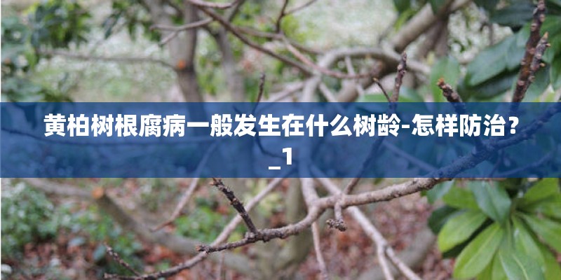黄柏树根腐病一般发生在什么树龄-怎样防治？_1
