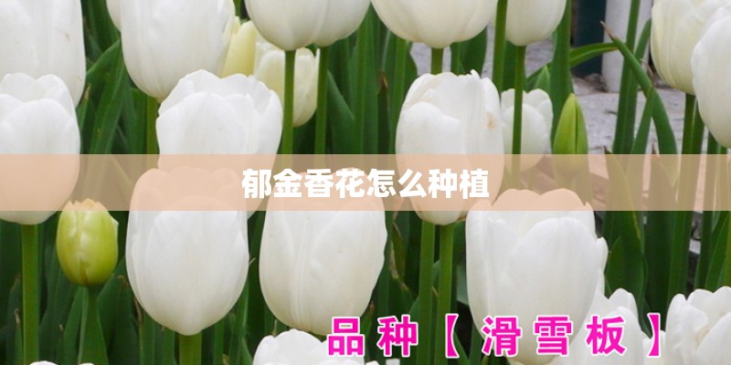 郁金香花怎么种植 郁金香花怎么种植