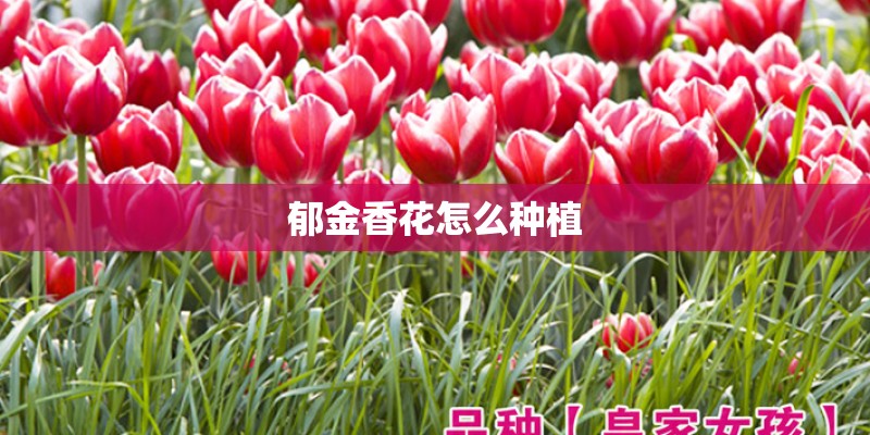 郁金香花怎么种植 郁金香花怎么种植