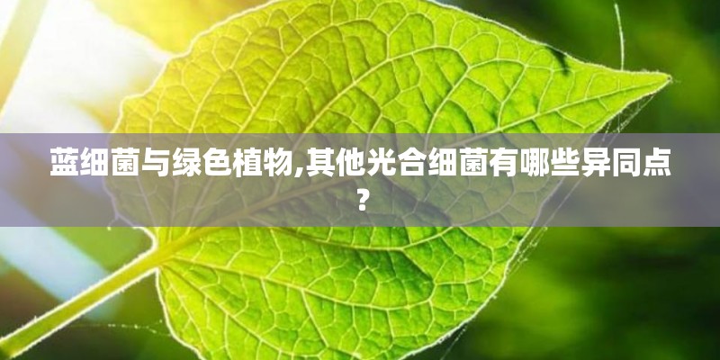 适合南方上半年种植的植物