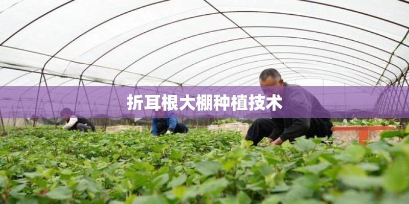 mac小辣椒干不干？