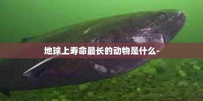 地球上寿命最长的动物是什么-