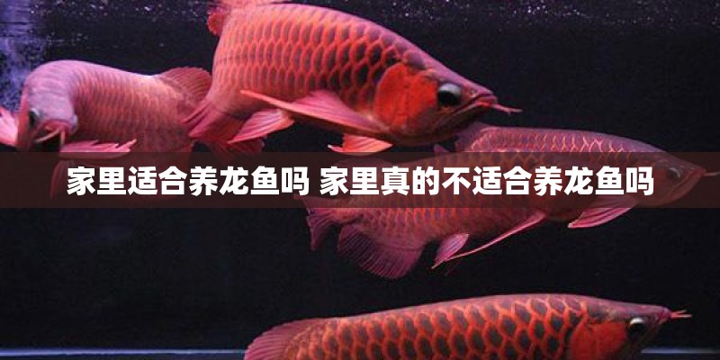 家里适合养龙鱼吗 家里真的不适合养龙鱼吗