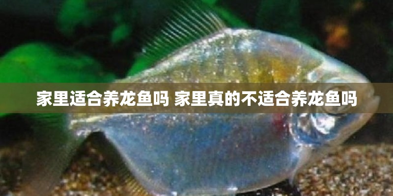 家里适合养龙鱼吗 家里真的不适合养龙鱼吗
