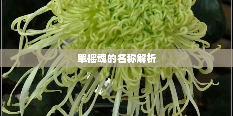 翠摇魂的名称解析