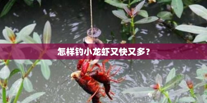 怎样钓小龙虾又快又多？