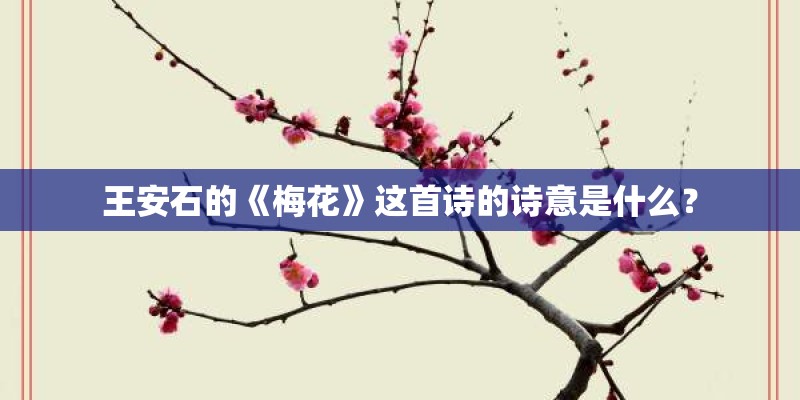 王安石的《梅花》这首诗的诗意是什么？
