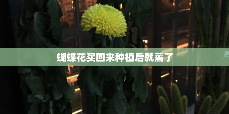蝴蝶花买回来种植后就蔫了