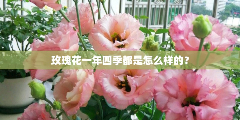 玫瑰花一年四季都是怎么样的？