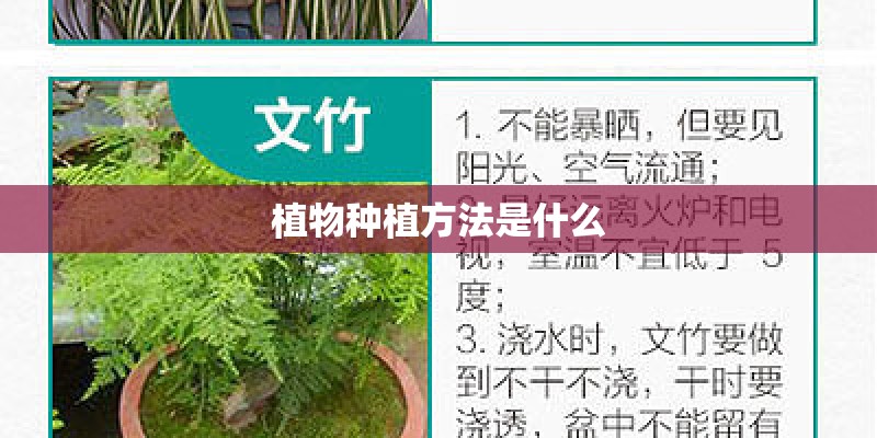 植物种植方法是什么