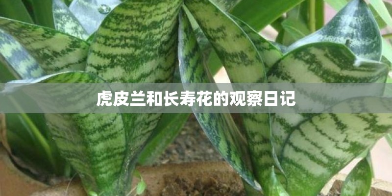 虎皮兰和长寿花的观察日记