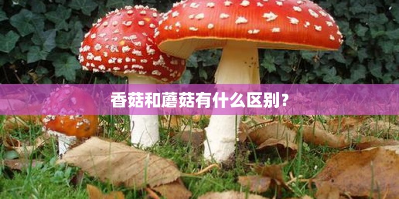 香菇和蘑菇有什么区别？
