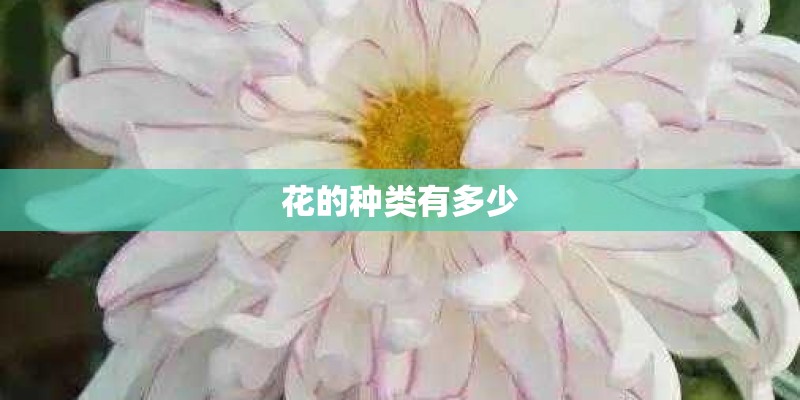 花的种类有多少 花的种类有多少