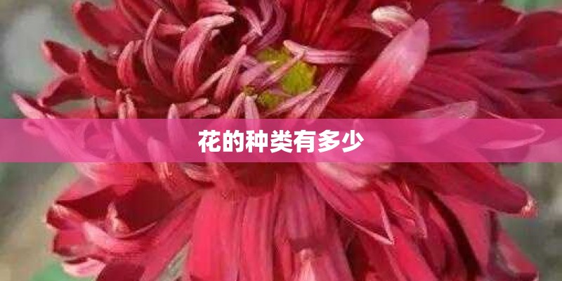 花的种类有多少 花的种类有多少