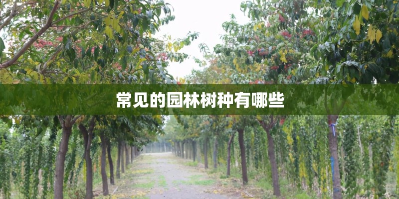常见的园林树种有哪些
