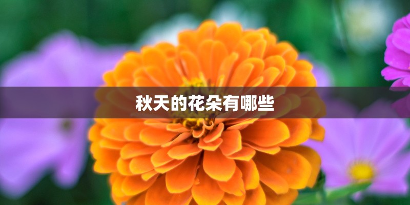 秋天的花朵有哪些