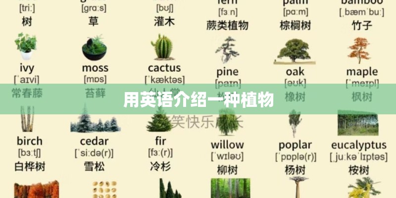 用英语介绍一种植物