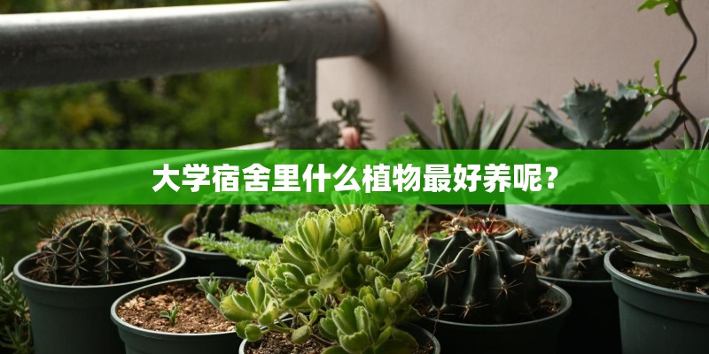 大学宿舍里什么植物最好养呢? 大学宿舍里什么植物最好养呢?