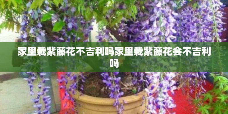 家里栽紫藤花不吉利吗家里栽紫藤花会不吉利吗