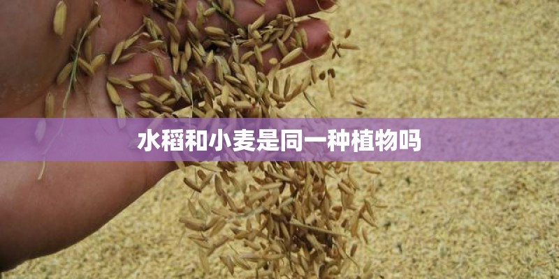 水稻和小麦是同一种植物吗