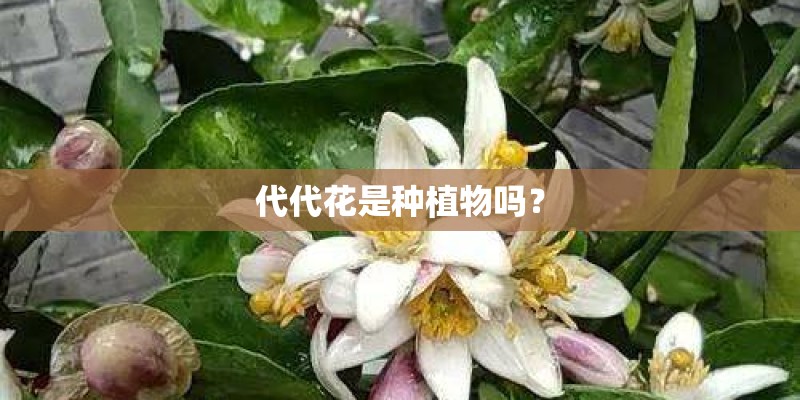 代代花是种植物吗? 代代花是种植物吗?