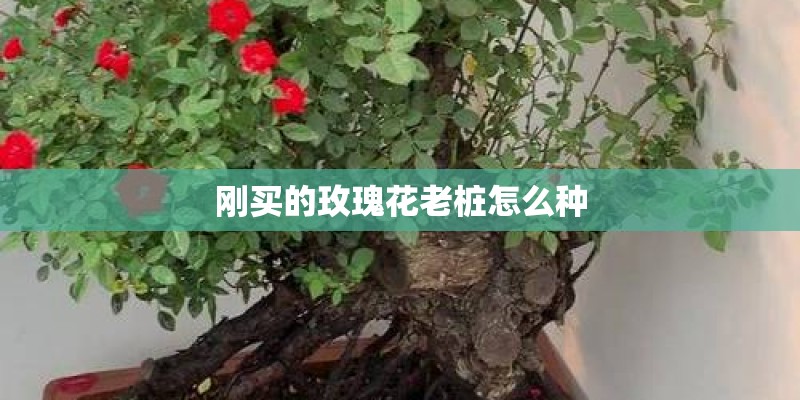 大班科学活动教案《种植》