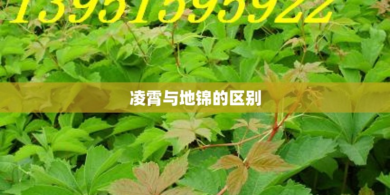 凌霄与地锦的区别