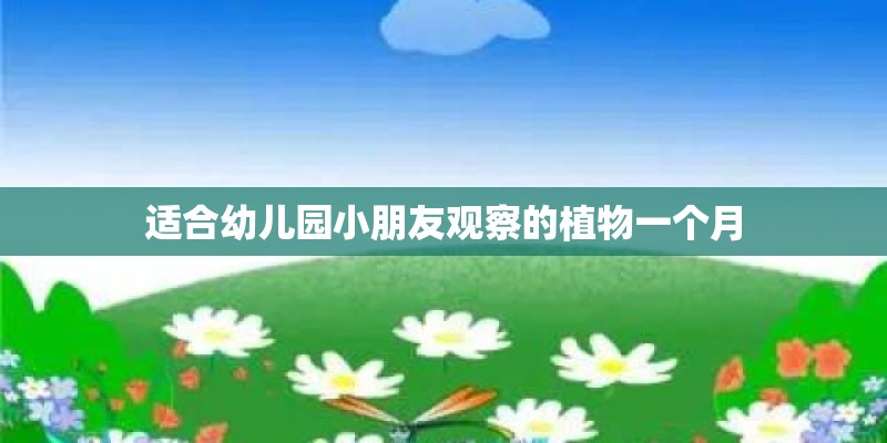 适合幼儿园小朋友观察的植物一个月