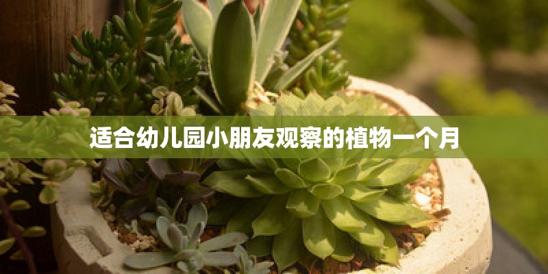 适合幼儿园小朋友观察的植物一个月 适合幼儿园小朋友观察的植物一个月