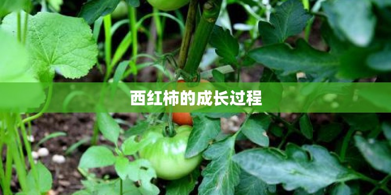 西红柿的成长过程 西红柿的成长过程
