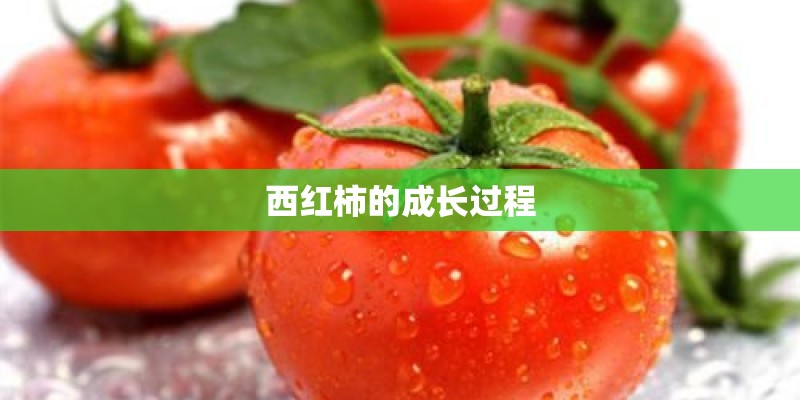 西红柿的成长过程 西红柿的成长过程