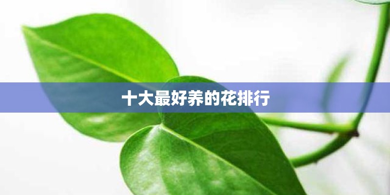 十大最好养的花排行