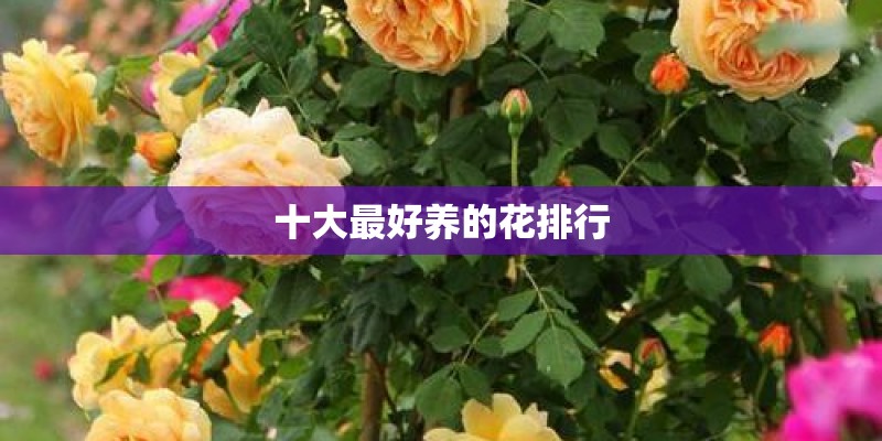 十大最好养的花排行