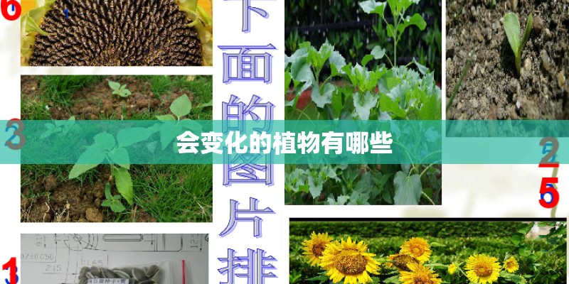 会变化的植物有哪些