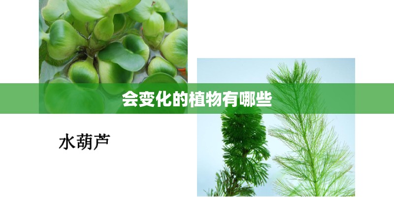 会变化的植物有哪些